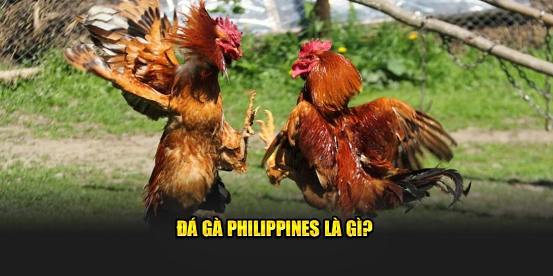 Đá Gà Philippines Kuwin: Trực Tiếp Từ Trường Gà Đẳng Cấp 1 Đá gà Philippines là gì?