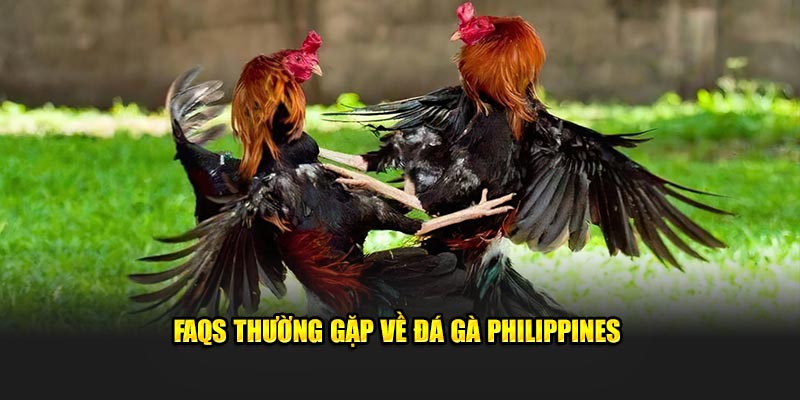 Đá Gà Philippines Kuwin: Trực Tiếp Từ Trường Gà Đẳng Cấp 3 FAQs thường gặp về đá gà Philippines