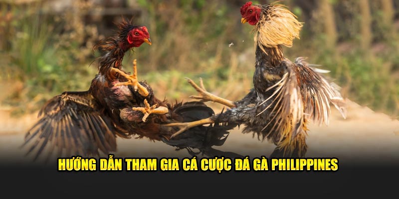 Đá Gà Philippines Kuwin: Trực Tiếp Từ Trường Gà Đẳng Cấp 2 Hướng dẫn cá cược đá gà Philippines